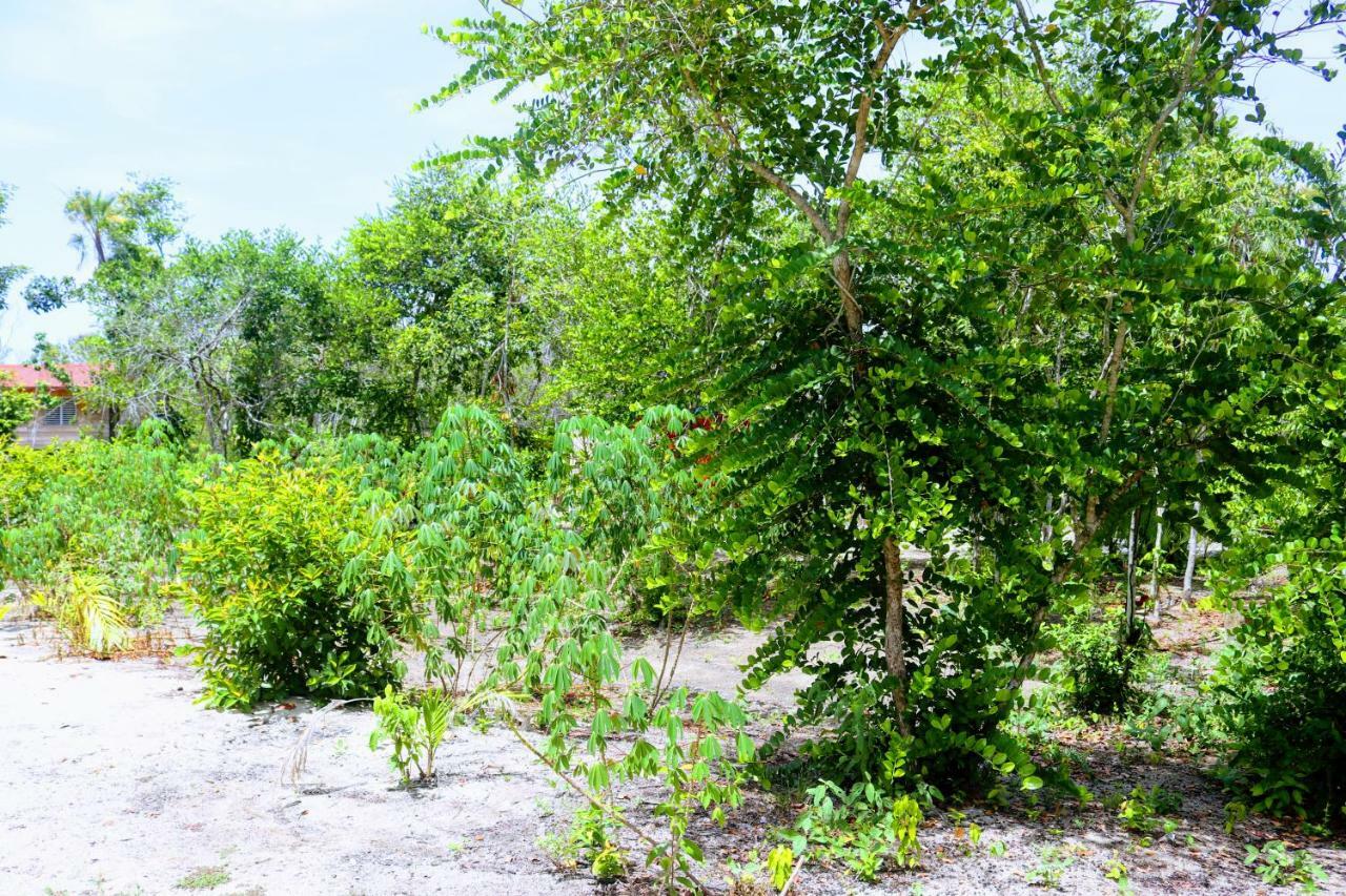Palmento Grove Garifuna Eco-Cultural & Healing Institute Hopkins Extérieur photo